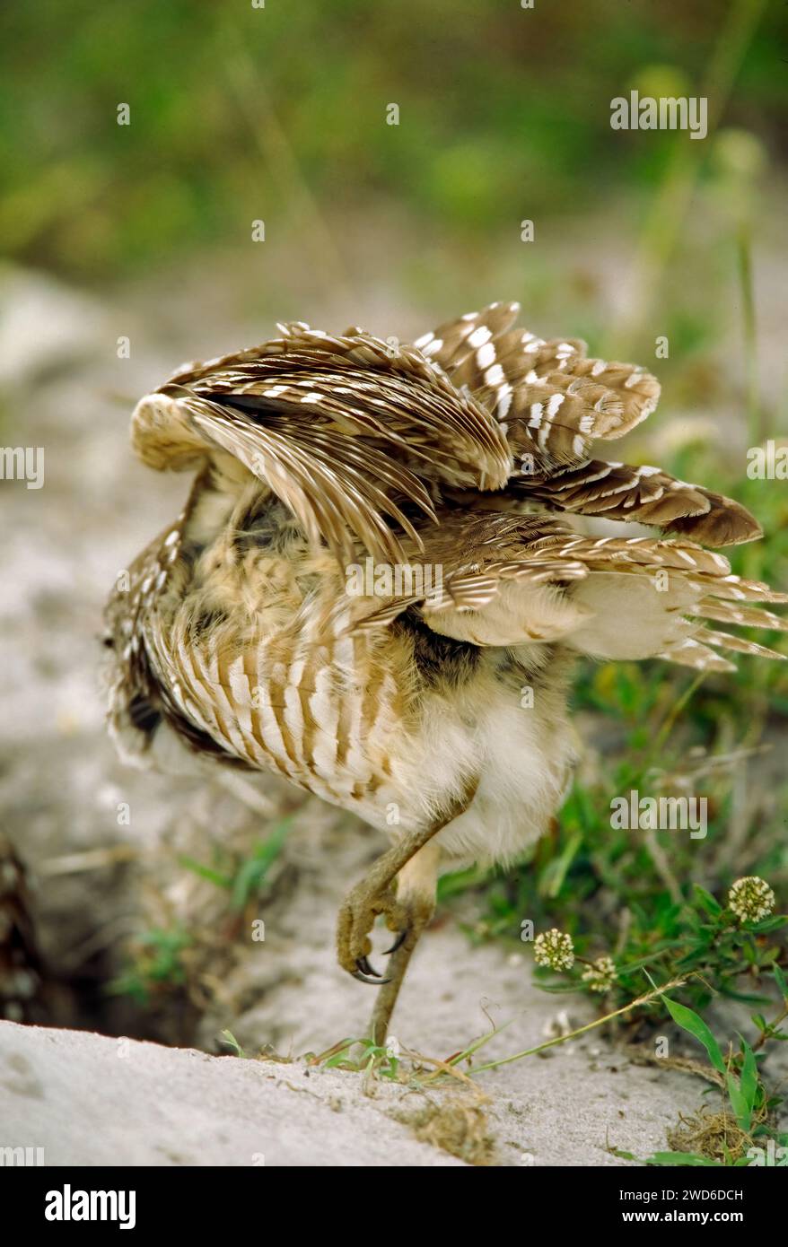 Burrowing Owl s'échappant de son trou, avec des ailes vers le haut, à Cape Coral, FL Banque D'Images