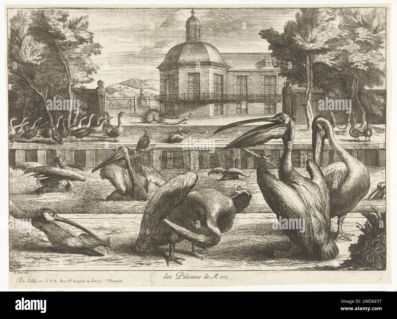 Pelikans, Peeter Boel (attribué à), d'après Peeter Boel, 1670 - 1674 estampe les pélicans nagent dans un canal de la ménagerie de Versailles. Gery et les paons peuvent être vus en arrière-plan. Paris paper mordançage des oiseaux d'eau : pelican Banque D'Images