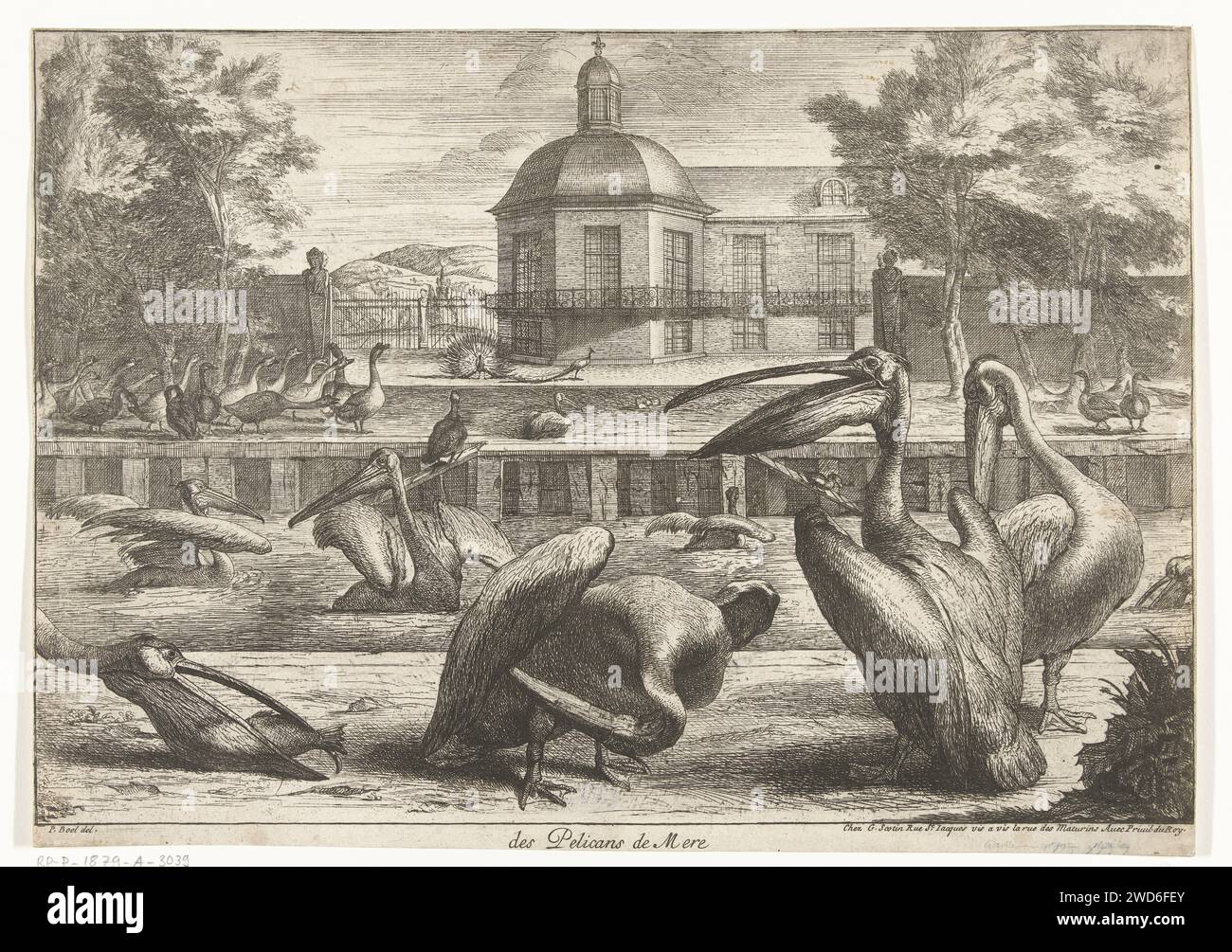 Pelikans, Peeter Boel (attribué à), d'après Peeter Boel, 1670 - 1674 estampe les pélicans nagent dans un canal de la ménagerie de Versailles. Gery et les paons peuvent être vus en arrière-plan. Paris papier gravure d'eau-oiseaux : pelican Versailles Banque D'Images