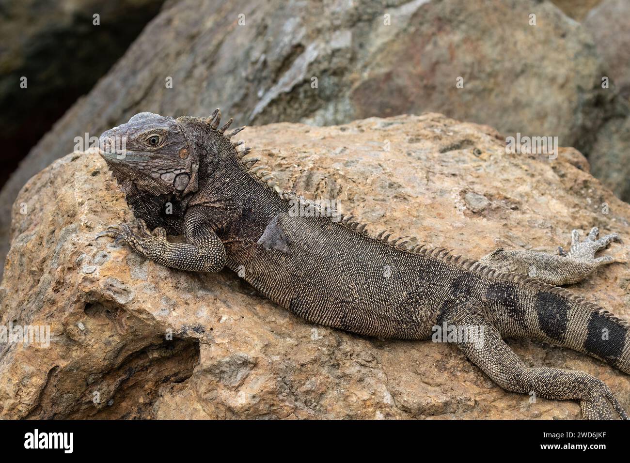 Iguane vert (Iguana Iguana) reposant sur le rocher, sur la côte de l'île d'Aruba. Banque D'Images
