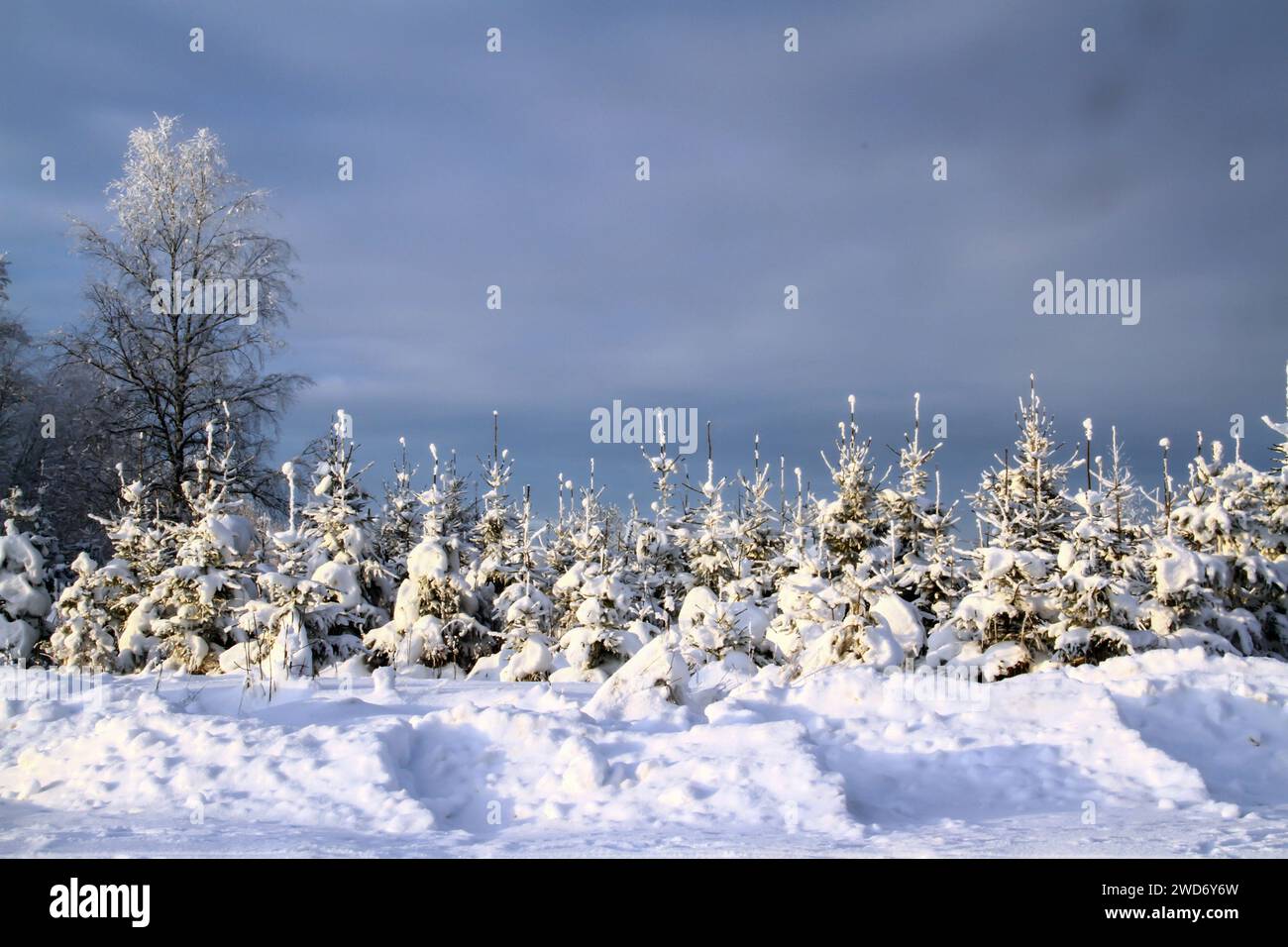 Une vue panoramique sur un chemin de terre enneigé en hiver Banque D'Images