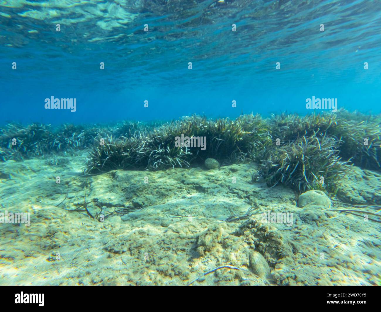 Vue sous-marine sur la mer Méditerranée et les herbiers marins Banque D'Images