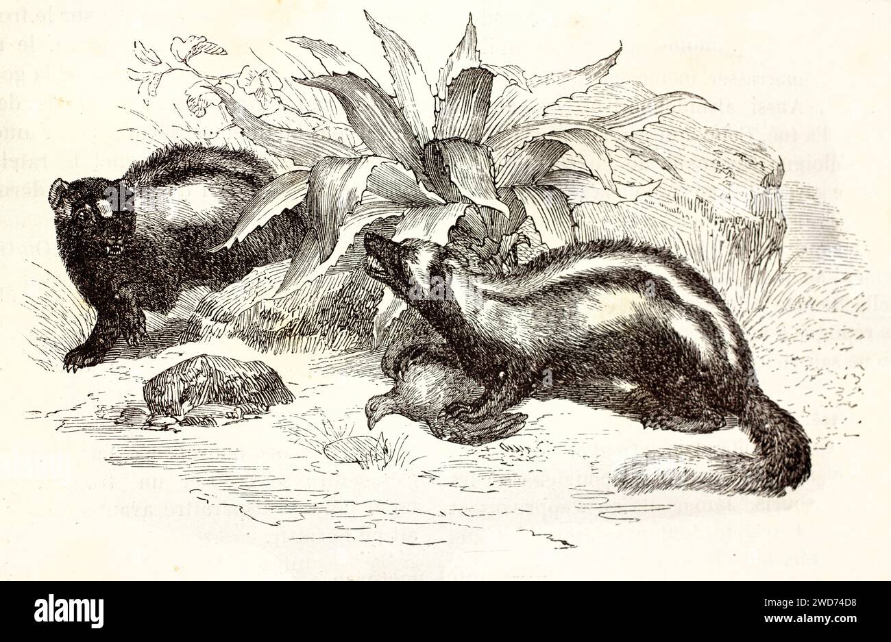 Vieille illustration gravée d'un couple de Polecat rayé. Par auteur inconnu, publié sur Brehm, les Mammifères, Baillière et fils, Paris, 1878 Banque D'Images