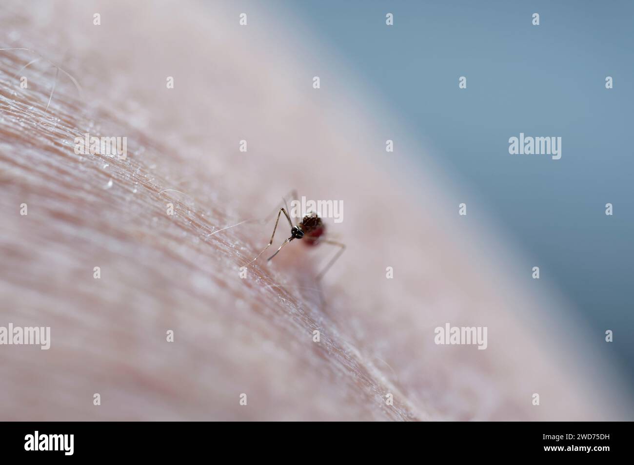 Espèce introduite en Nouvelle-Zélande, le moustique rayé se nourrit des humains et des animaux. Le rouge du sang qu'il vient d'aspirer peut être vu à peine dedans Banque D'Images