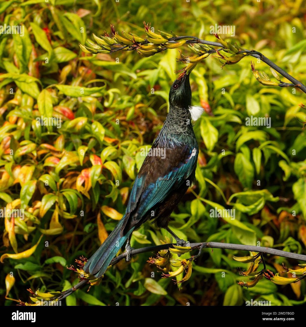 Un Tui, oiseau passerine endémique d'Aotearoa / Nouvelle-Zélande, atteignant pour se nourrir de nectar de plante de lin. La fleur étamine déposant du pollen orange sur sa tête Banque D'Images