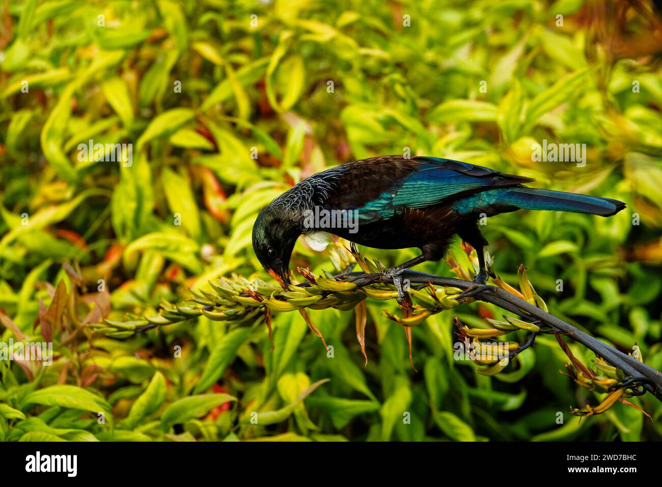 Un Tui, oiseau passerine endémique d'Aotearoa / Nouvelle-Zélande, se nourrissant de nectar de plante de lin. La fleur étamine déposant du pollen orange sur sa tête. Banque D'Images