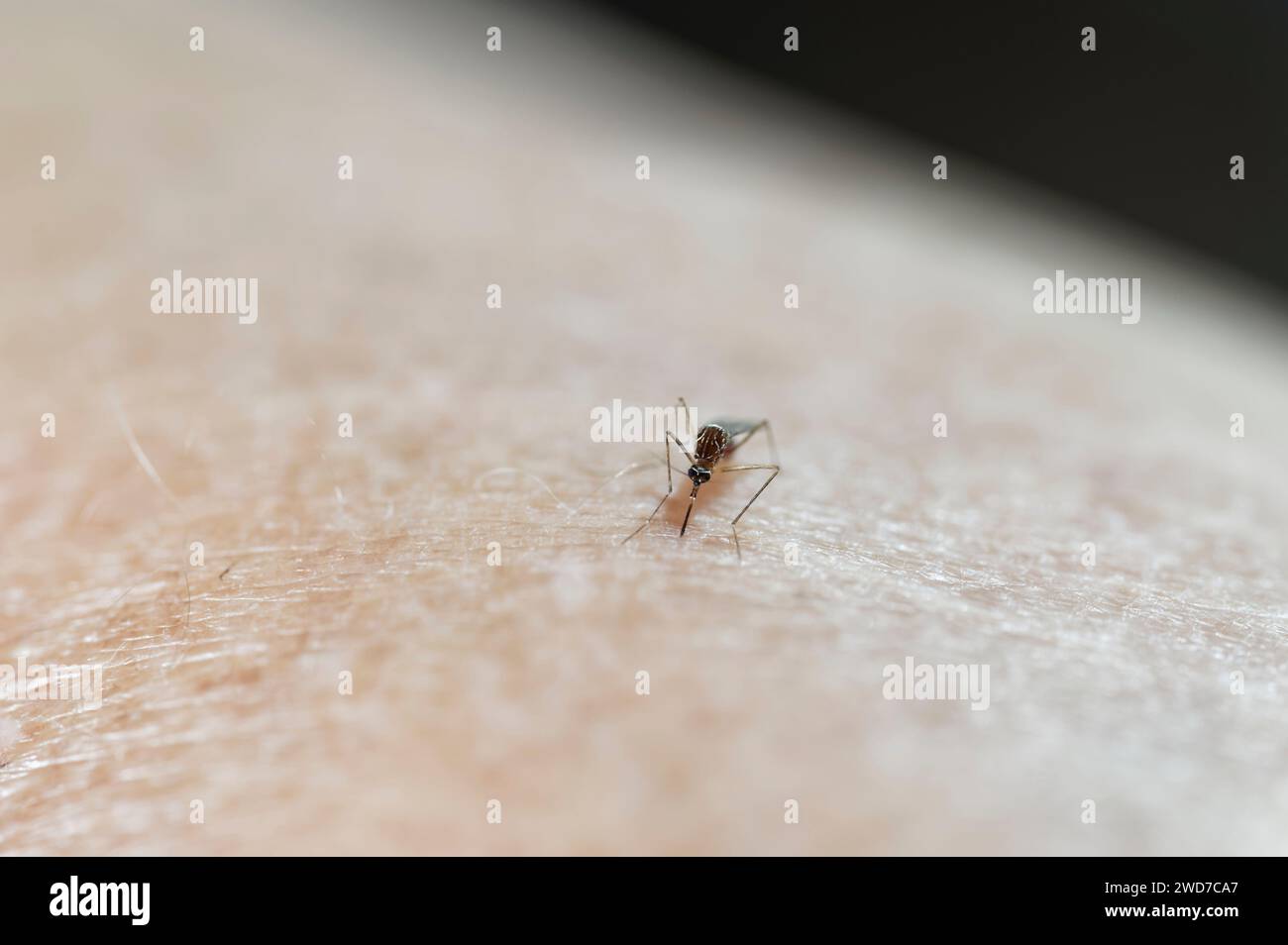 Rayé, ou moustique mordant la cheville, Aedes notoscriptus appréciant une alimentation sur un bras Banque D'Images