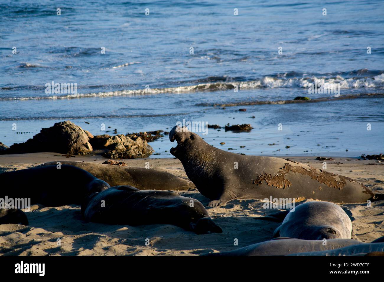 Les éléphants de mer sur Central California Beach Banque D'Images