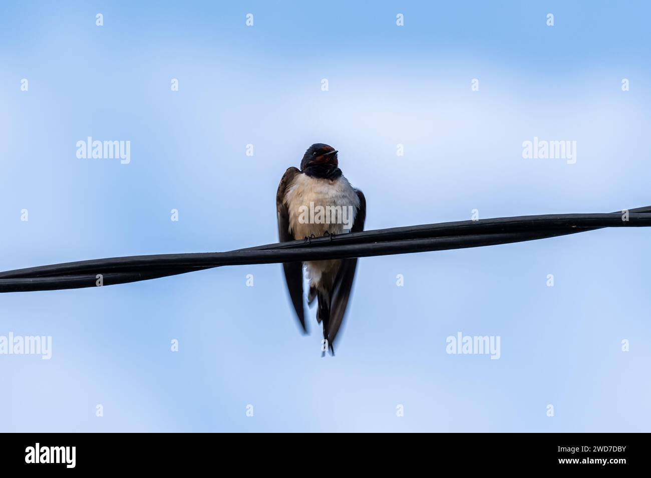 Un gros plan d'un oiseau perché sur un fil électrique Banque D'Images