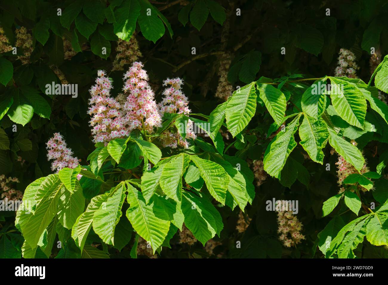 Gros plan de fleurs roses dans un châtaignier en fleurs au printemps Banque D'Images