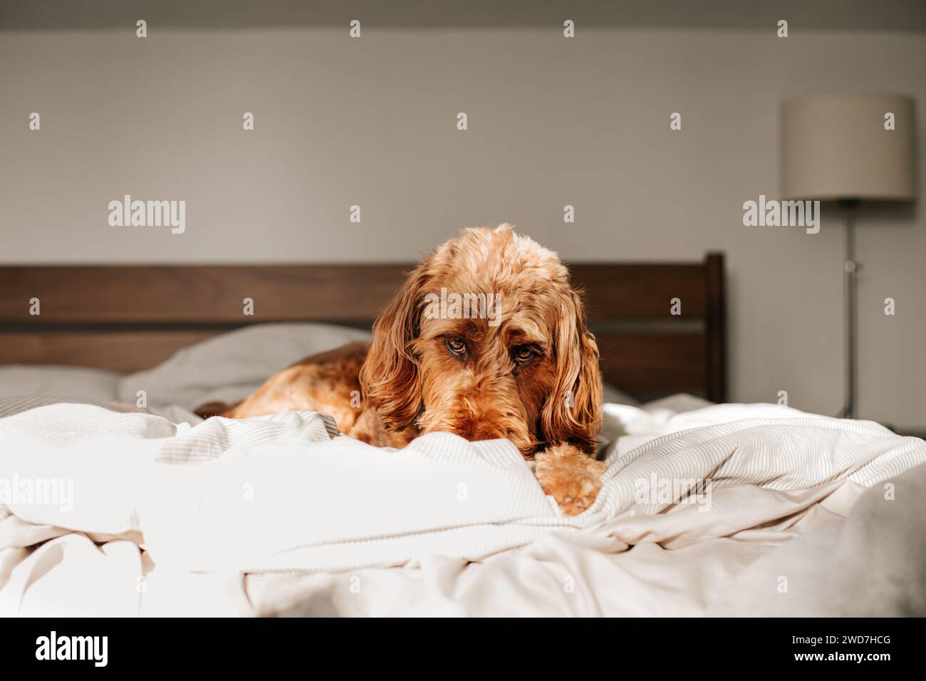 stupide chien goldendoodle blotti dans les couvertures le week-end Banque D'Images