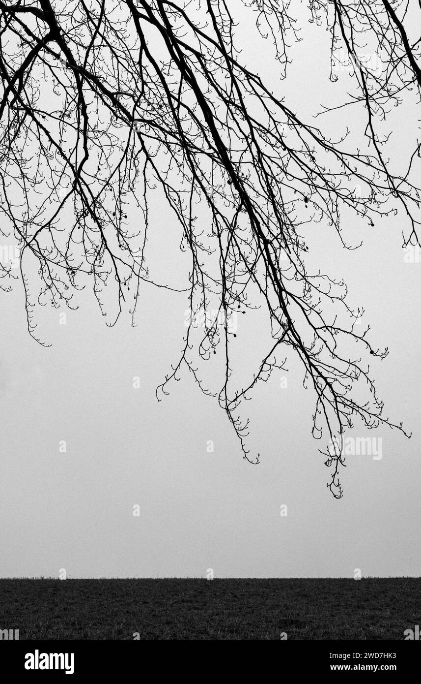 Minimalst image verticale des branches d'arbres et de l'horizon, noir et blanc Banque D'Images