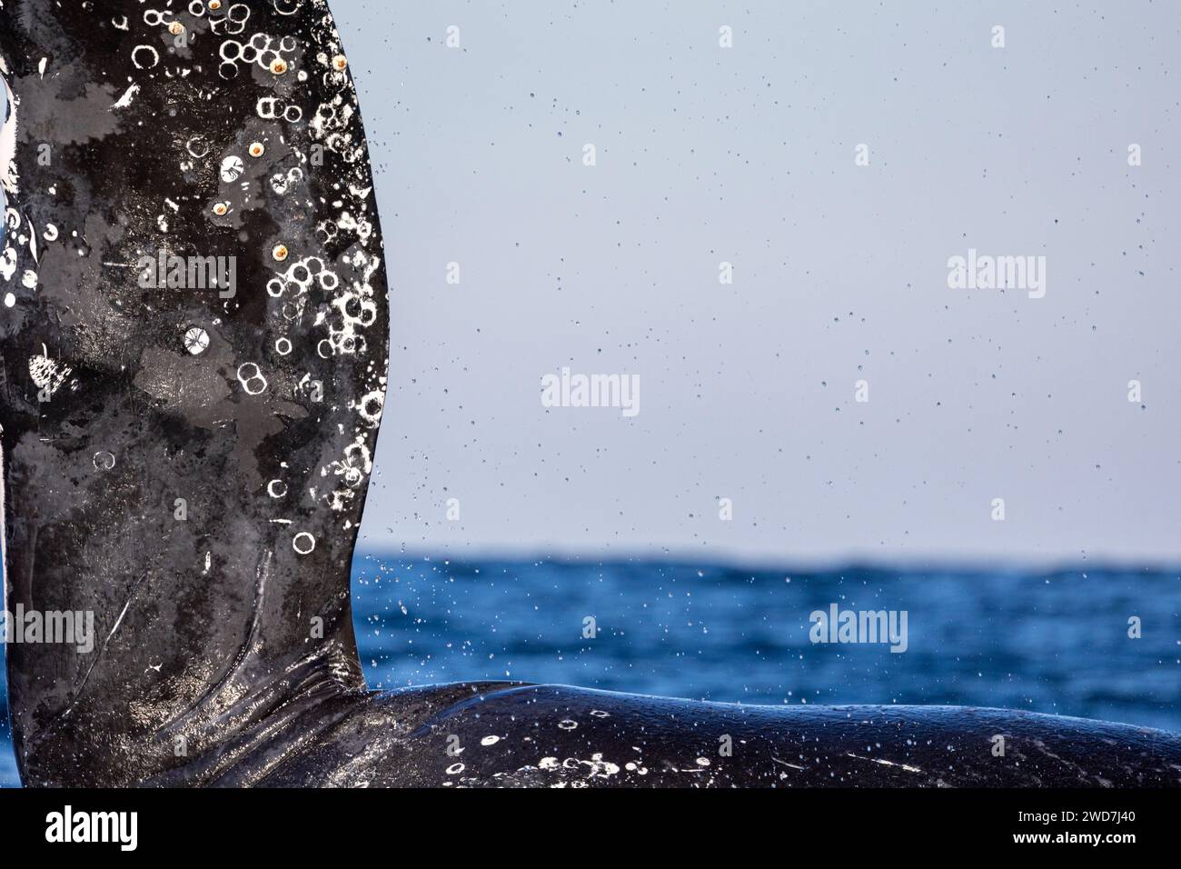 Une baleine à bosse montre sa nageoire pectorale Banque D'Images