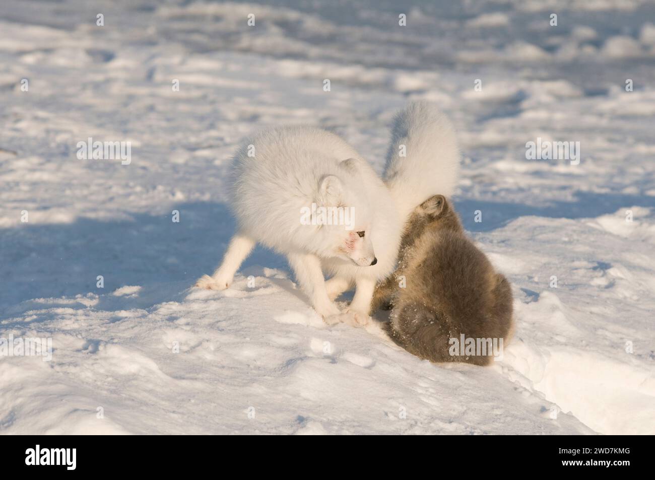 Le renard arctique Alopex lagopus couple adulte et kit jouer et se chasser sur la banquise au large de la zone côtière de 1002 de l'Alaska ANWR Banque D'Images