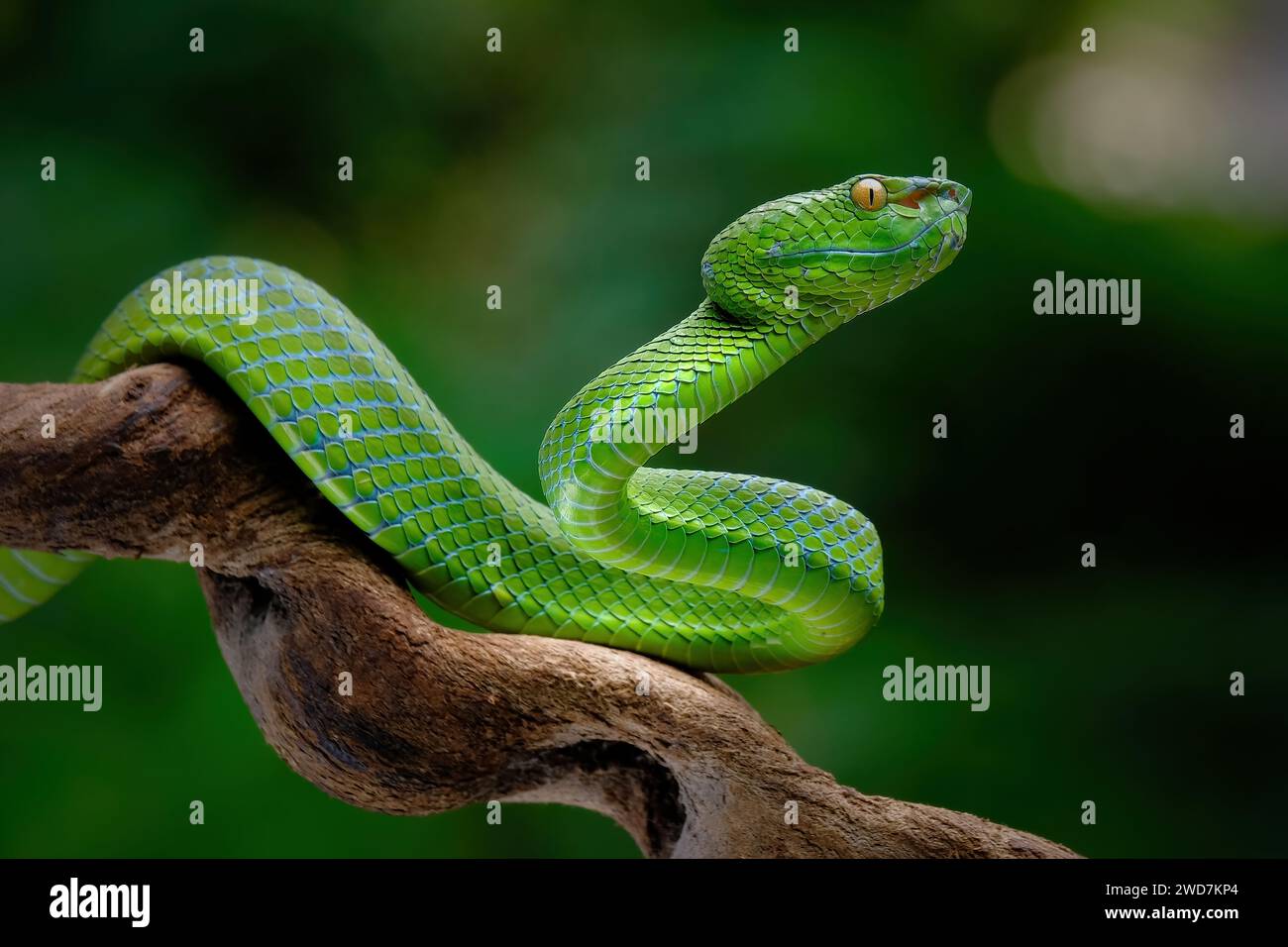serpent vipère vert sur la branche Banque D'Images