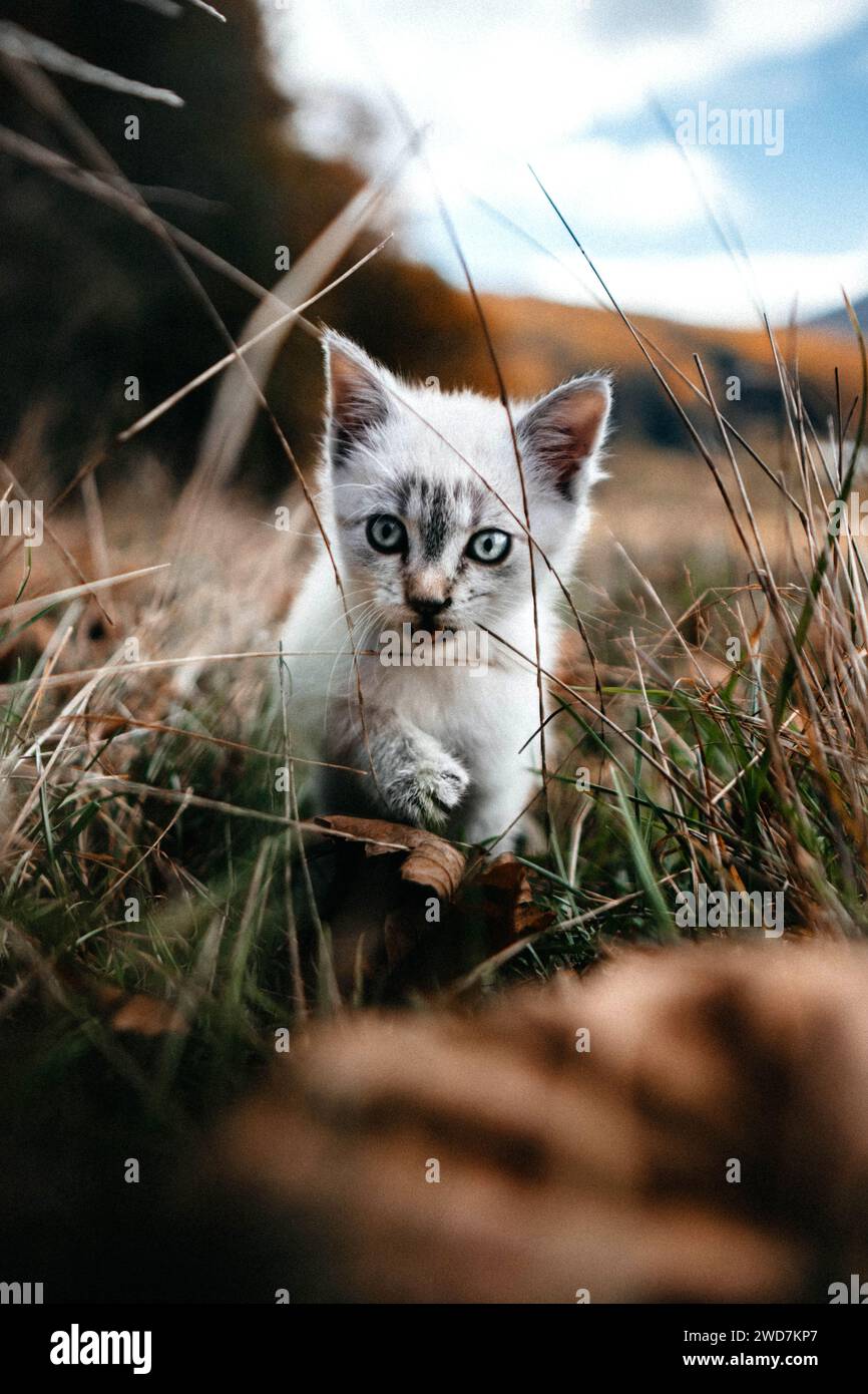 Chaton blanc courant dans l'herbe pendant l'automne Banque D'Images