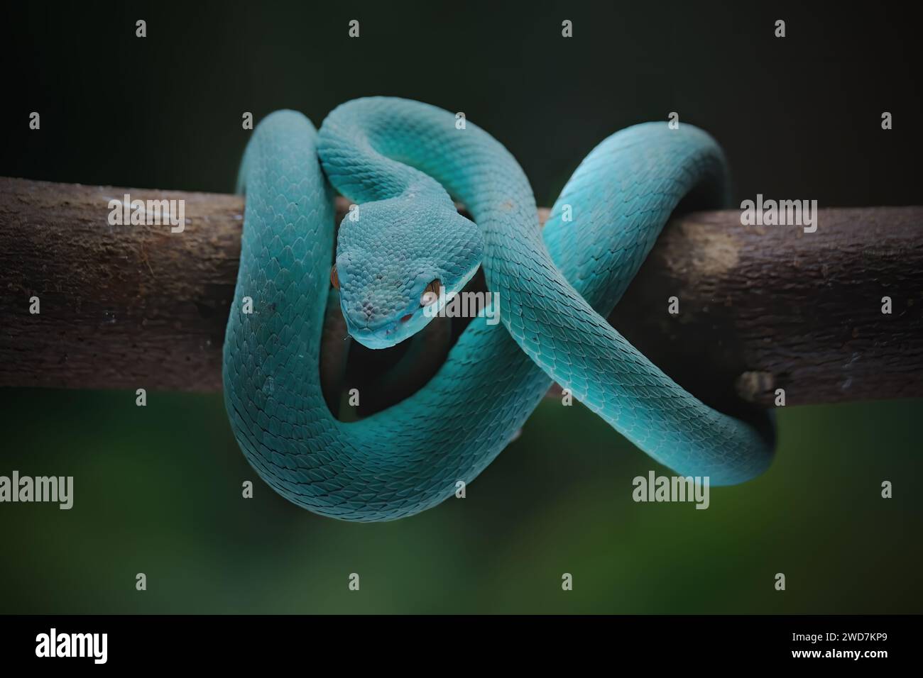 Serpent vipère bleu avec proie sur la branche Banque D'Images