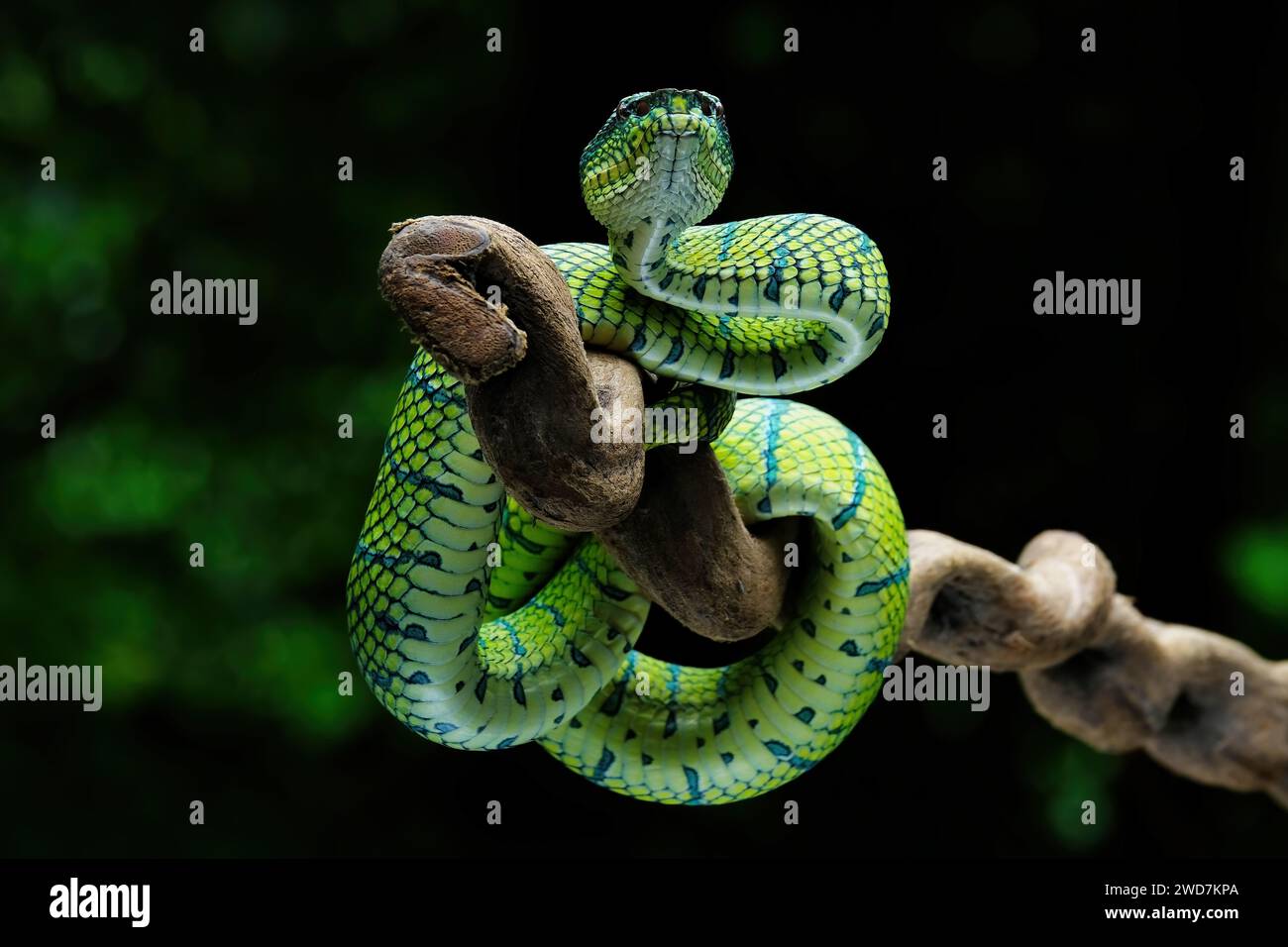 serpent vipère vert avec proie sur la branche Banque D'Images