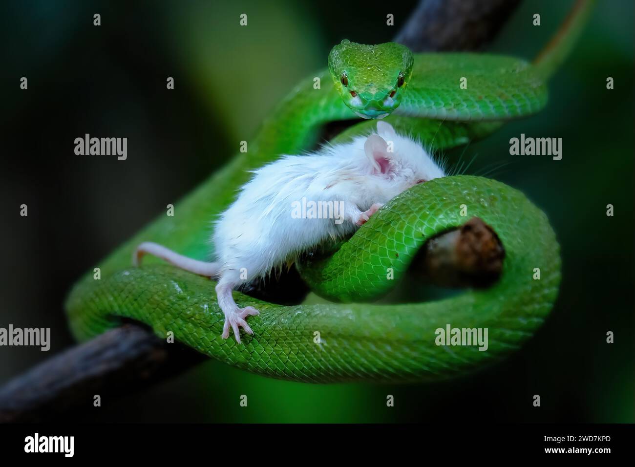 serpent vipère vert avec proie sur la branche Banque D'Images