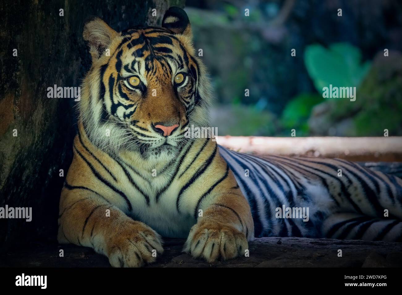 Portrait Sumatran Tiger à la conservation Banque D'Images