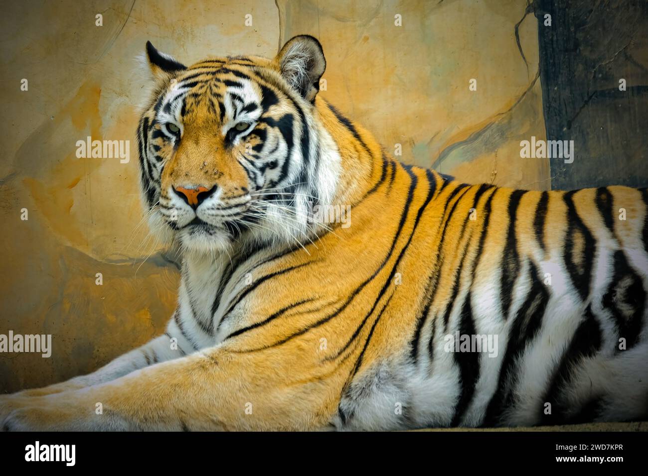 Portrait Bengal Tiger à conservation Banque D'Images