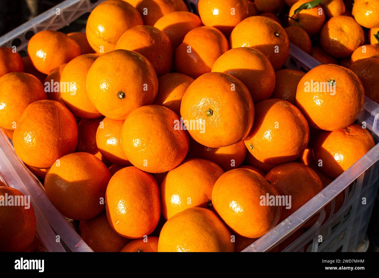 Les oranges vibrantes affichées dans un récipient en plastique Banque D'Images