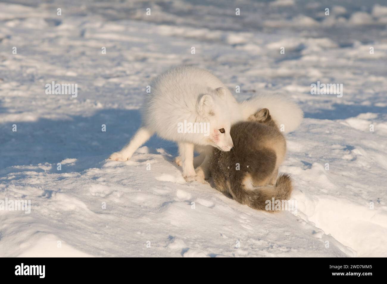 Le renard arctique Alopex lagopus couple adulte et kit jouer et se chasser sur la banquise au large de la zone côtière de 1002 de l'Alaska ANWR Banque D'Images