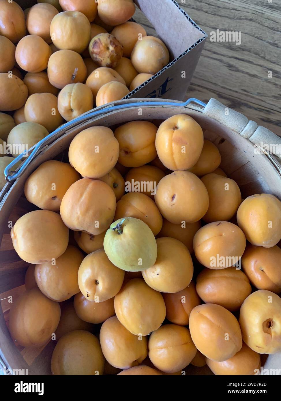 Récolte estivale d'abricots prêts à être mis en conserve sur la table de la cuisine Banque D'Images