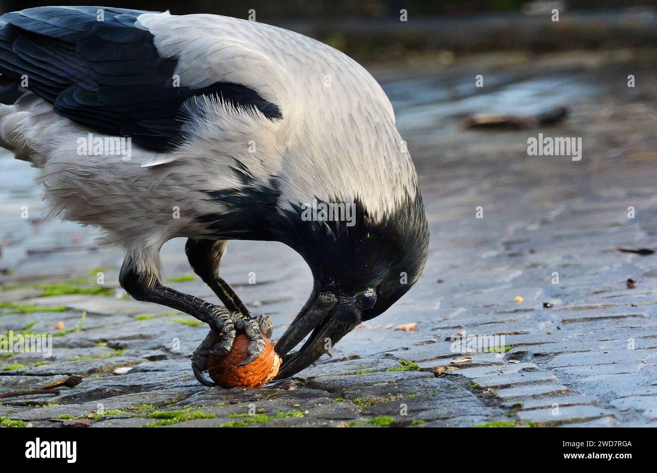 Berlin, Allemagne. 12 décembre 2023. 12.12.2023, Berlin. Un corbeau à capuchon (Corvus cornix) travaille sur un noyer avec son bec fort sur un carré pavé. Le corvide intelligent avait auparavant laissé tomber la noix d'un arbre sur le trottoir de sorte que la coquille se fissurait. Les grues utilisent cette astuce dans les villes du monde entier. Crédit : Wolfram Steinberg/dpa crédit : Wolfram Steinberg/dpa/Alamy Live News Banque D'Images