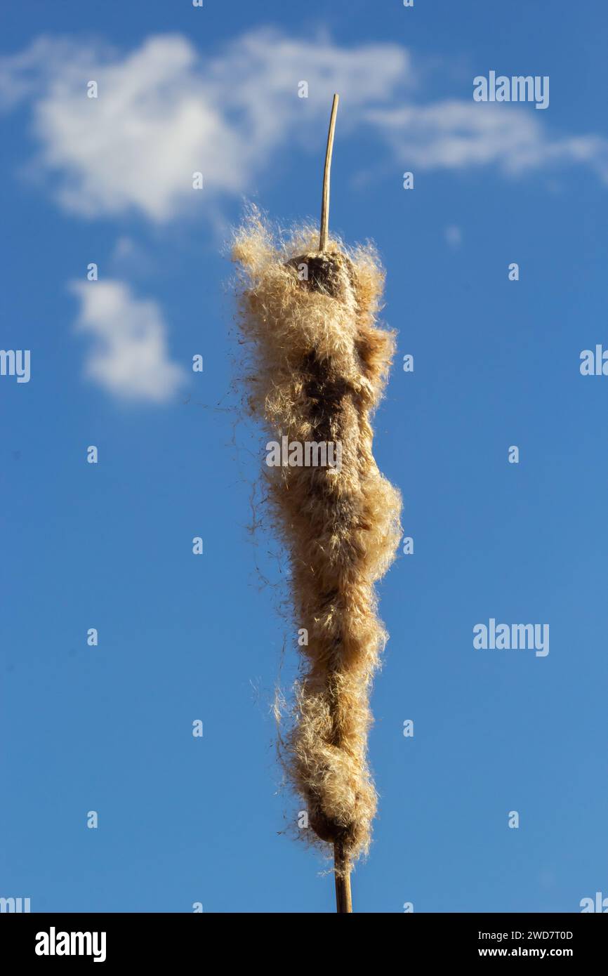 Les quenouilles précipitent le typha latifolia à côté de la rivière. Gros plan sur les queues de chat en fleurs sur fond neigeux au début du printemps. Fleurs et têtes de graines de chat moelleux Banque D'Images