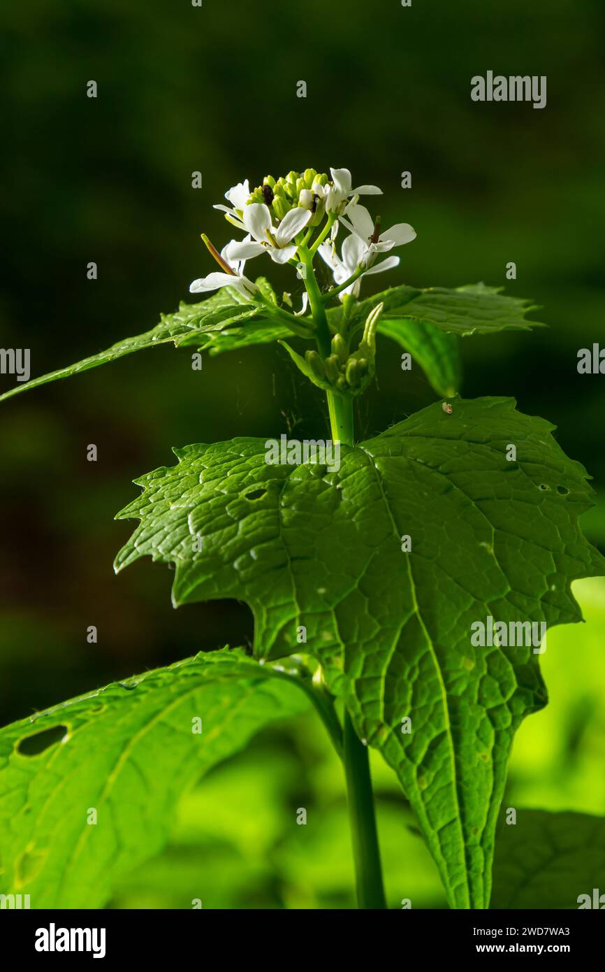 Fleurs de moutarde à l'ail Alliaria petiolata gros plan. Alliaria petiolata, ou moutarde à l'ail, est une plante à fleurs bisannuelle de la famille des moutarde Brassic Banque D'Images