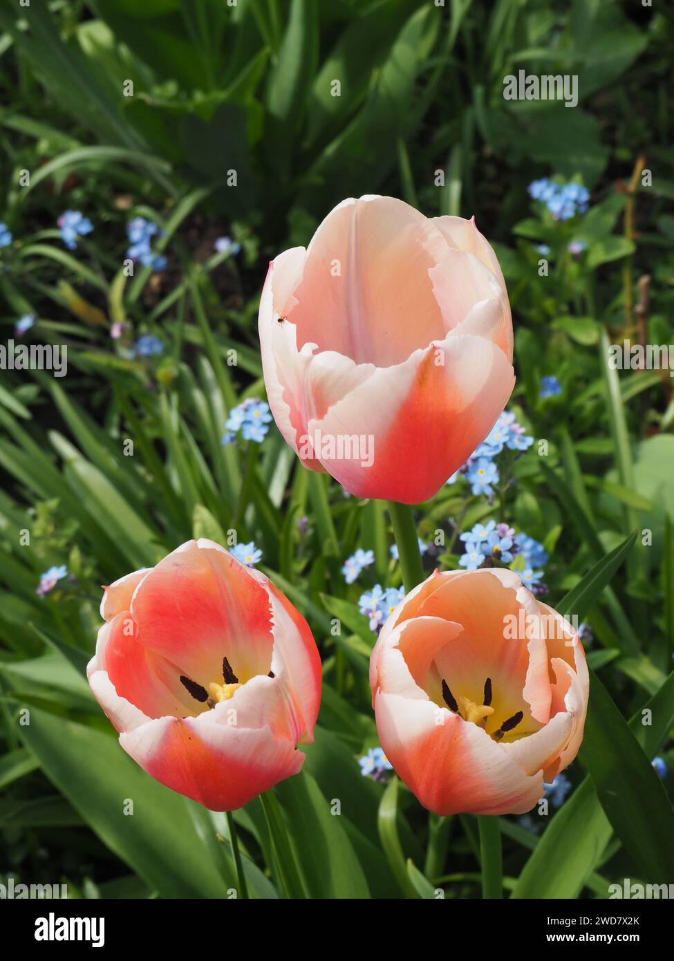 Fleurs du jardin clos Banque D'Images