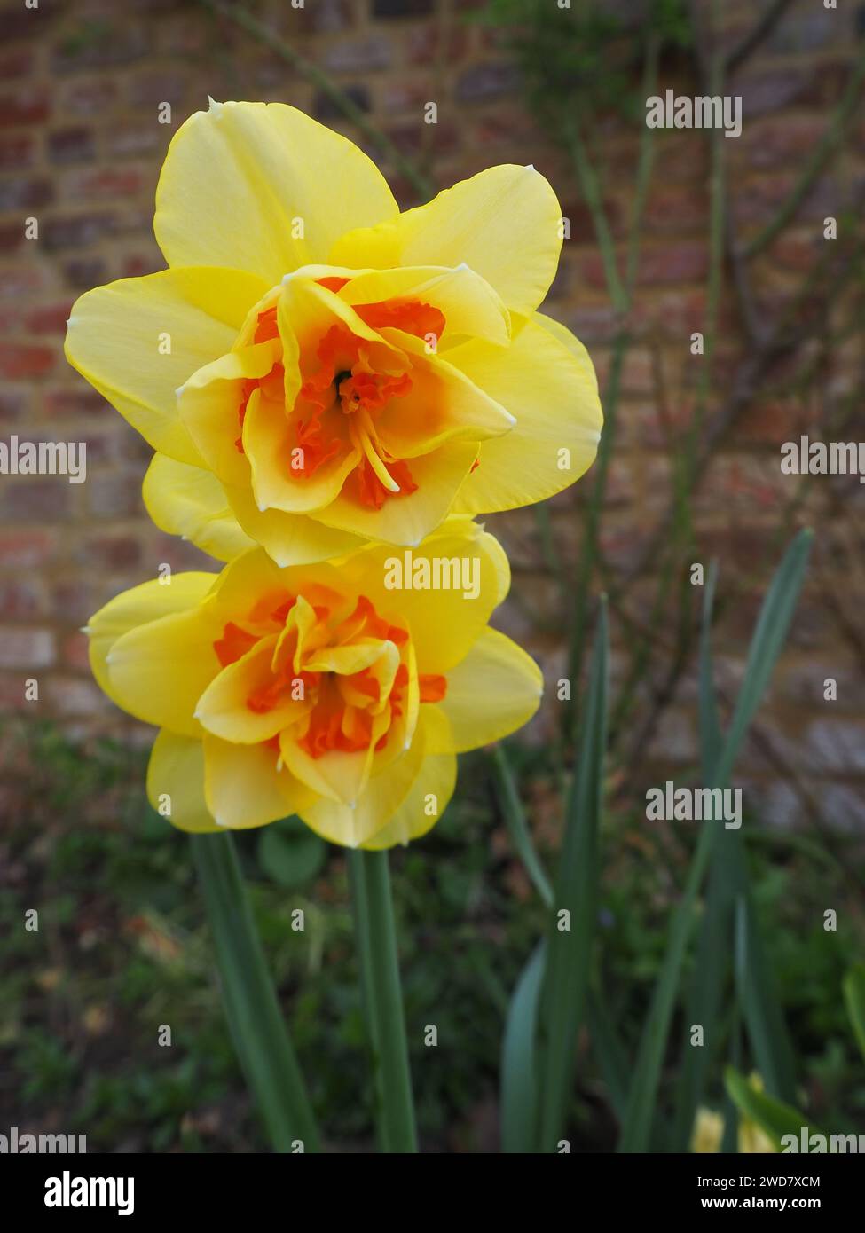 Fleurs du jardin clos Banque D'Images