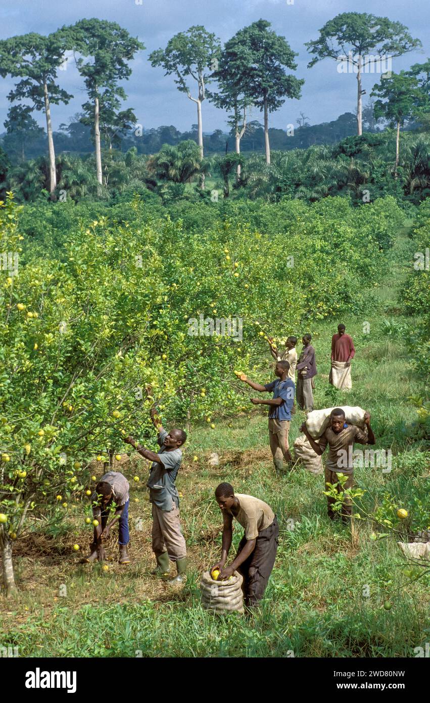 Côte d'Ivoire, Divo ; hommes récoltant la bergamote, un agrume, dans une plantation. Forêt tropicale en arrière-plan. Banque D'Images