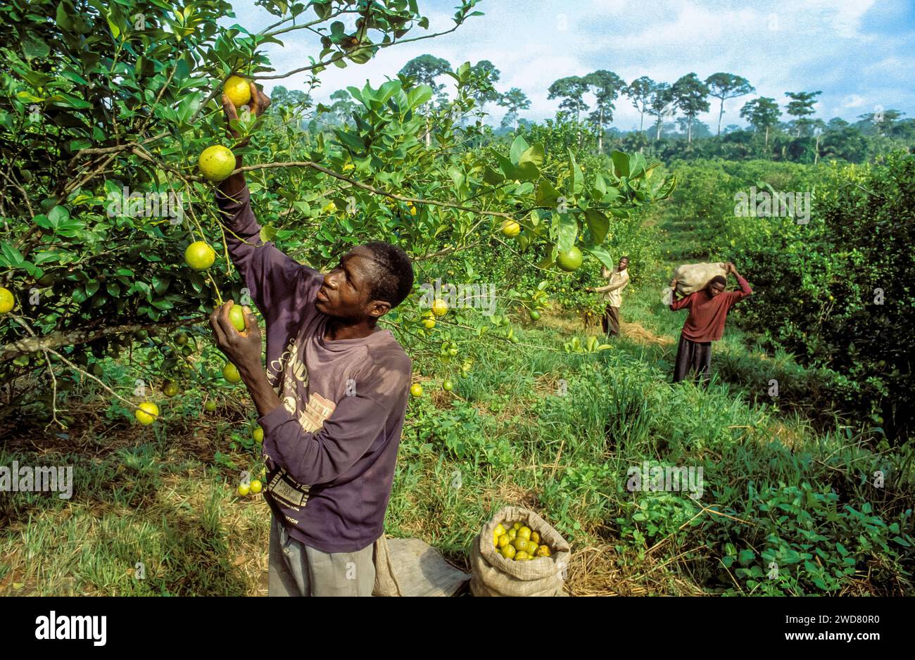 Côte d'Ivoire, Divo ; hommes récoltant la bergamote, un agrume, dans une plantation. Forêt tropicale en arrière-plan. Banque D'Images