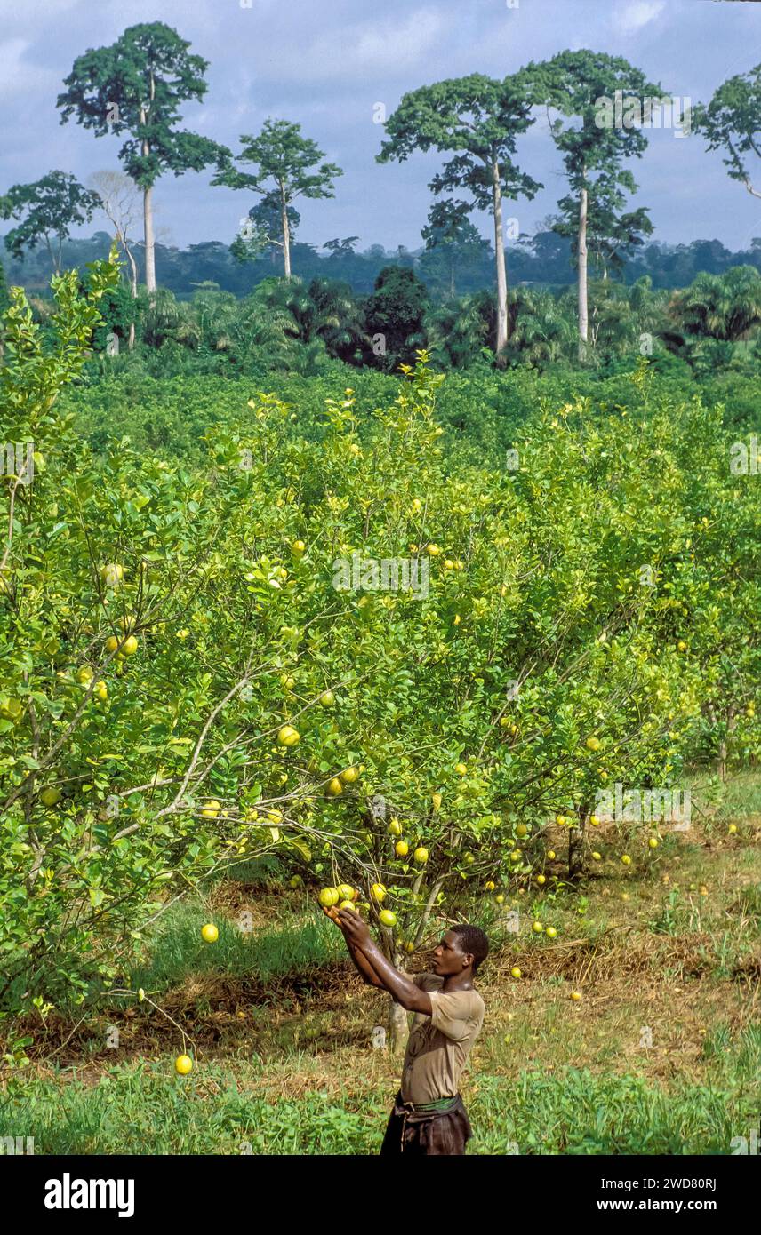 Côte d'Ivoire, Divo ; hommes récoltant la bergamote, un agrume, dans une plantation. Forêt tropicale en arrière-plan. Banque D'Images
