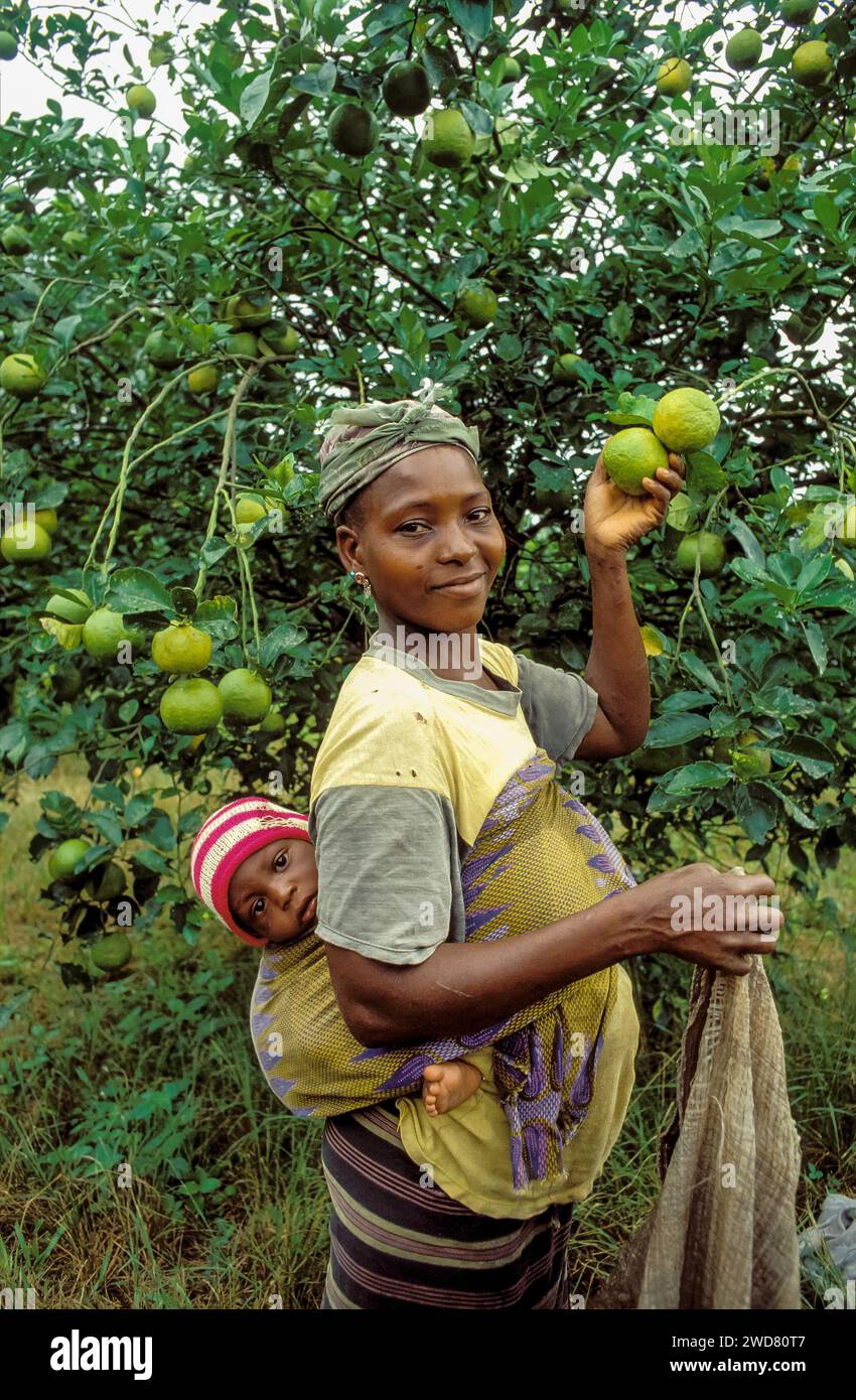 Côte d'Ivoire, Divo ; femme avec son enfant cueillant la bergamote, un agrume. Banque D'Images