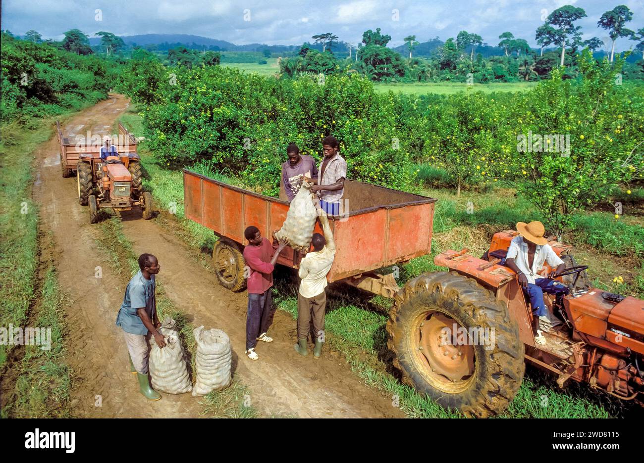 Côte d'Ivoire, Divo ; hommes chargeant la bergamote, un agrume, récoltent dans le tracteur. Banque D'Images