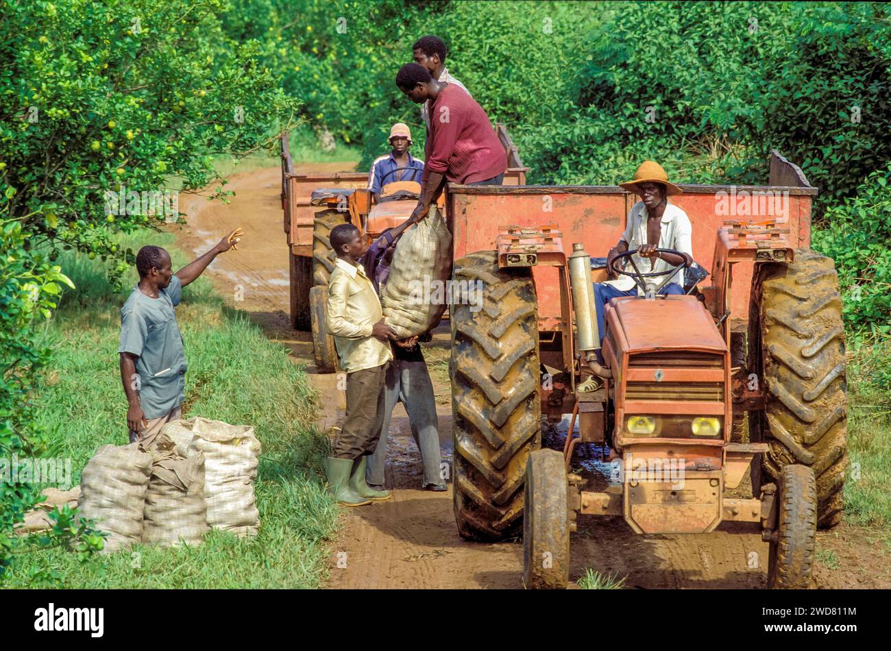 Côte d'Ivoire, Divo ; hommes chargeant la bergamote, un agrume, récoltent dans le tracteur. Banque D'Images