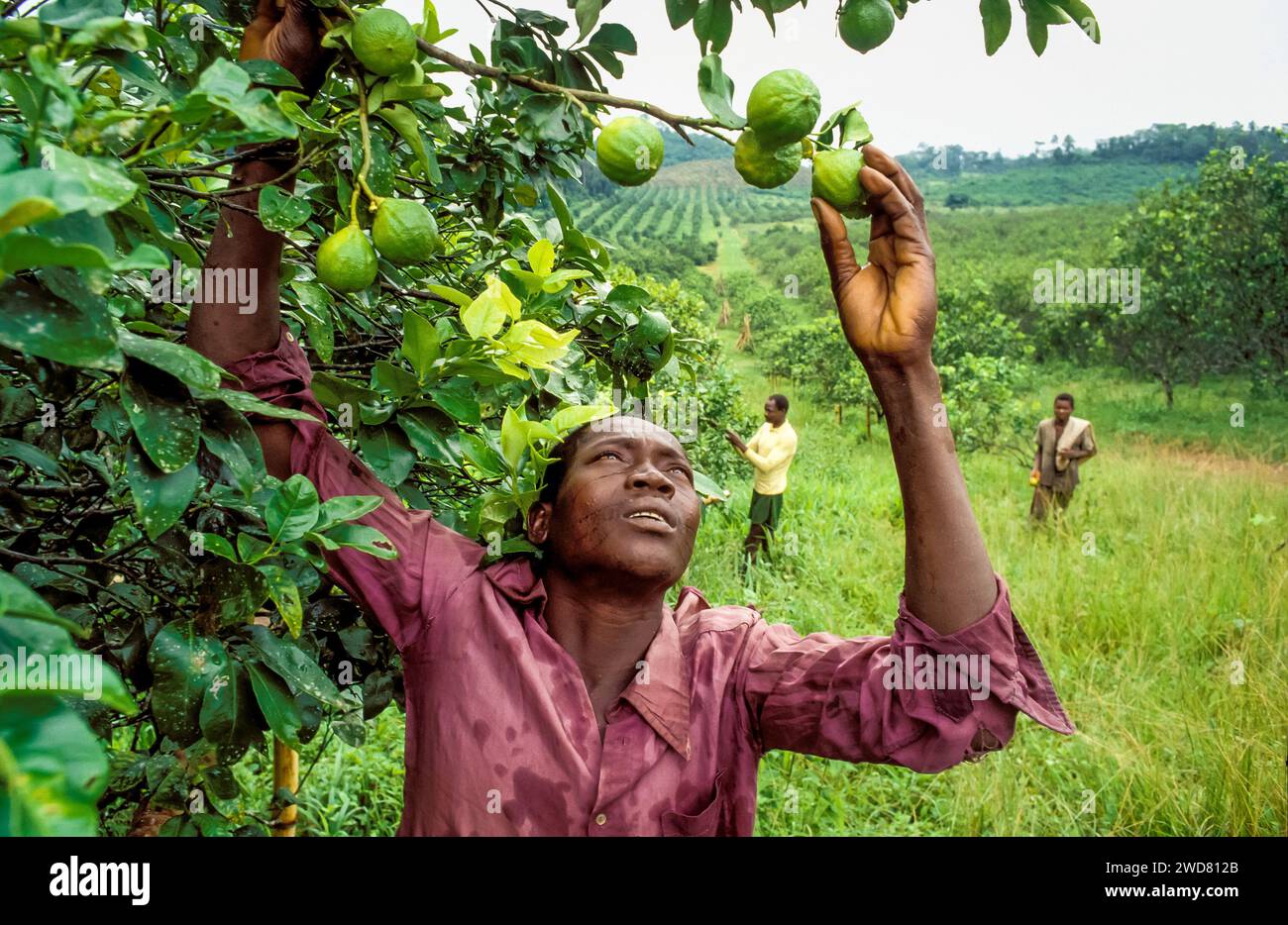 Côte d'Ivoire, Divo ; immigrant du Burkina Faso, de la tribu mossi, cueillant de la bergamote dans une plantation d'agrumes. Banque D'Images