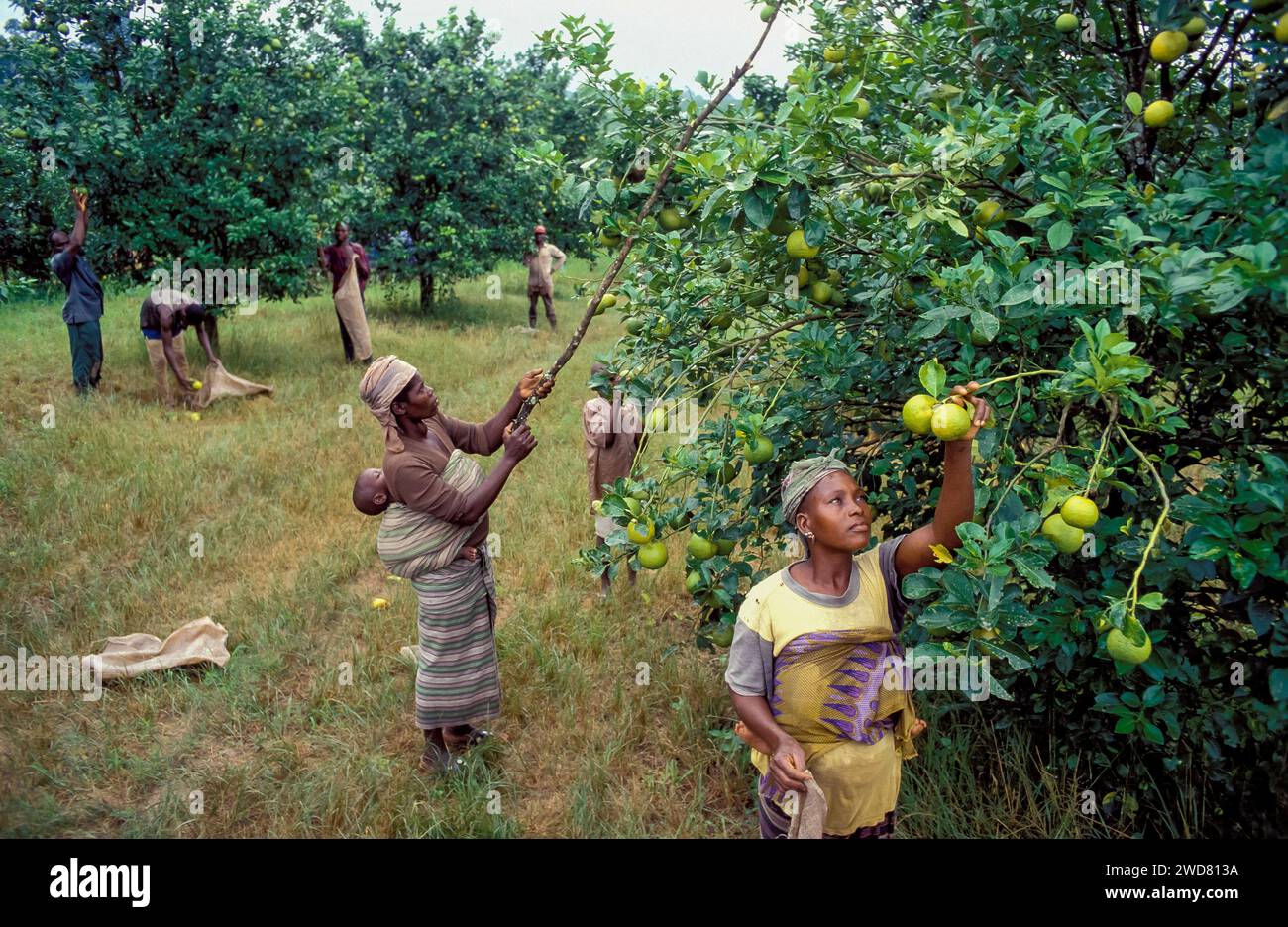Côte d'Ivoire, Divo ; femmes avec bébés cueillant la bergamote, un agrume. Banque D'Images