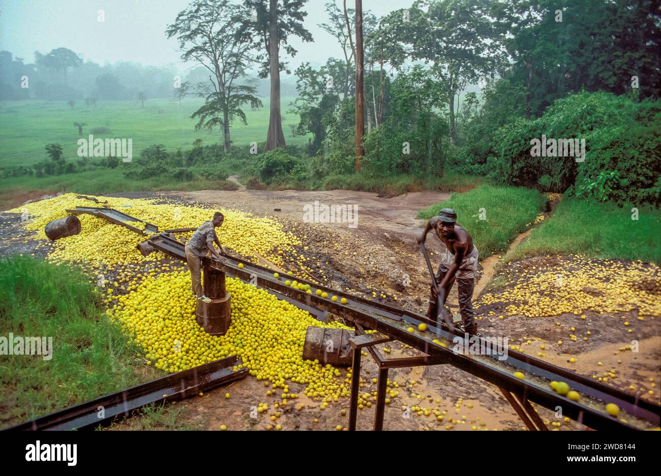Côte d’Ivoire, les fruits de bergamote récoltés entrent dans une usine de jus via un tapis roulant Banque D'Images