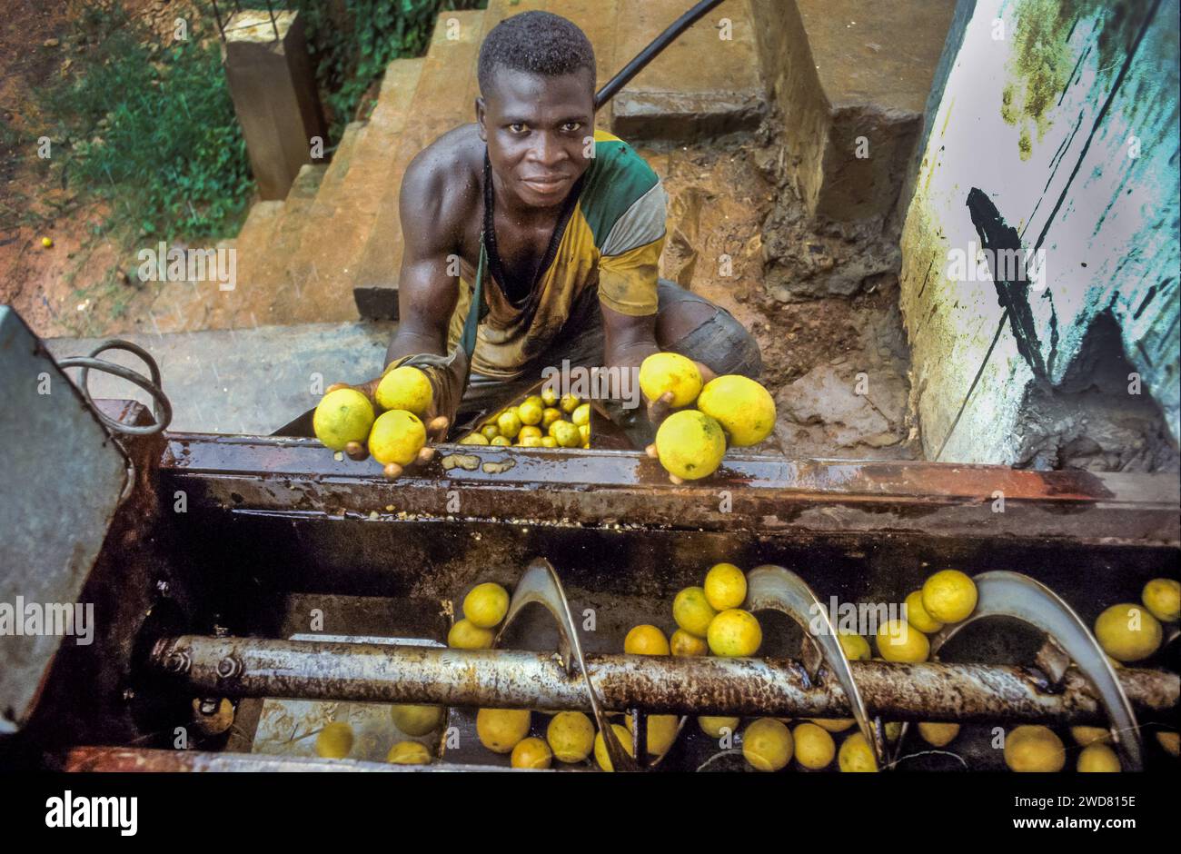 Côte d’Ivoire, les fruits de bergamote récoltés entrent dans une usine de jus via un tapis roulant Banque D'Images