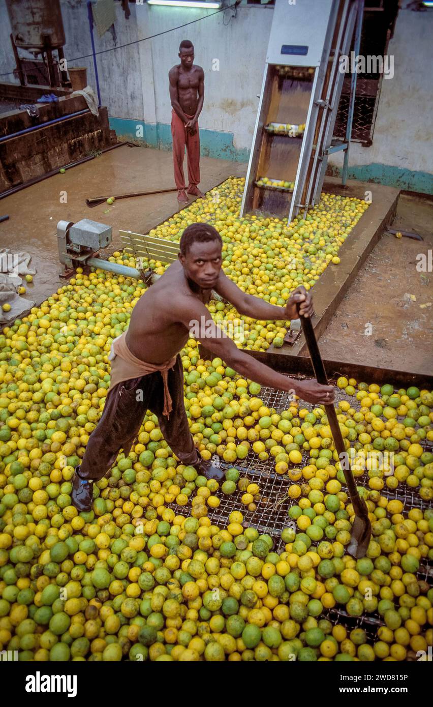 Côte d'Ivoire, hommes travaillant à l'usine de jus, transformant la bergamote, une sorte d'agrumes. Le jus est un produit d'exportation. Banque D'Images