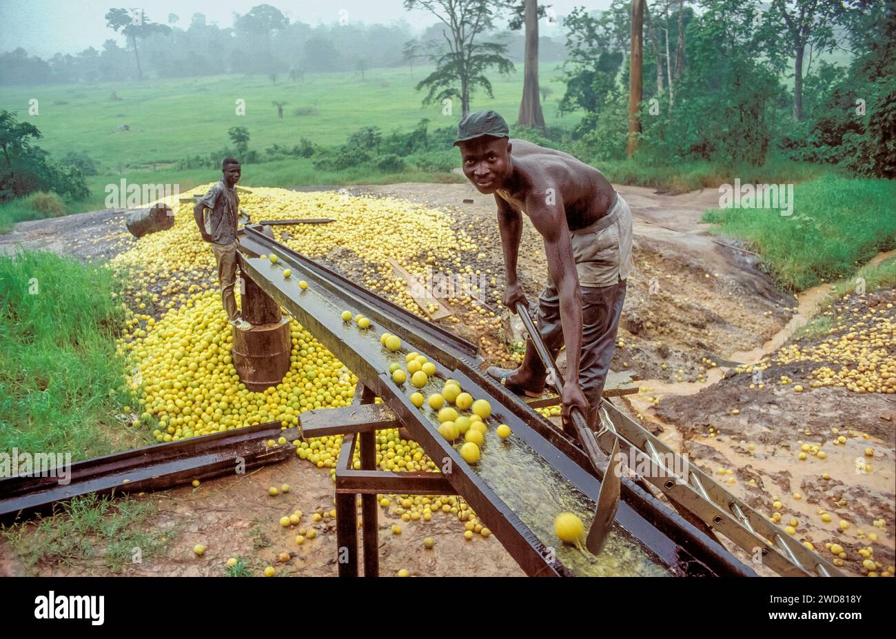 Côte d’Ivoire, les fruits de bergamote récoltés entrent dans une usine de jus via un tapis roulant Banque D'Images
