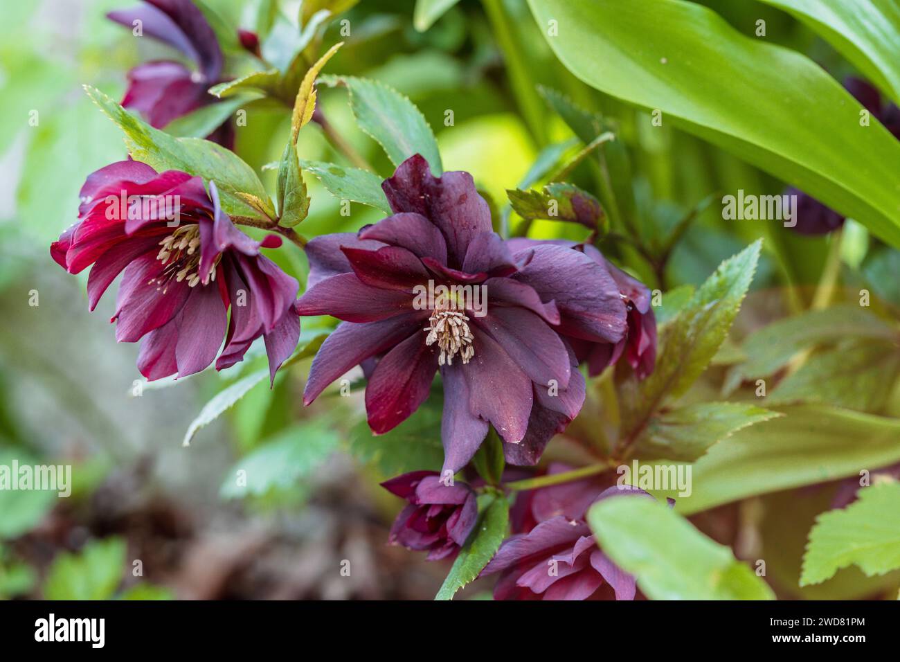 Helleborus orientalis Double Ellen Rouge Banque D'Images
