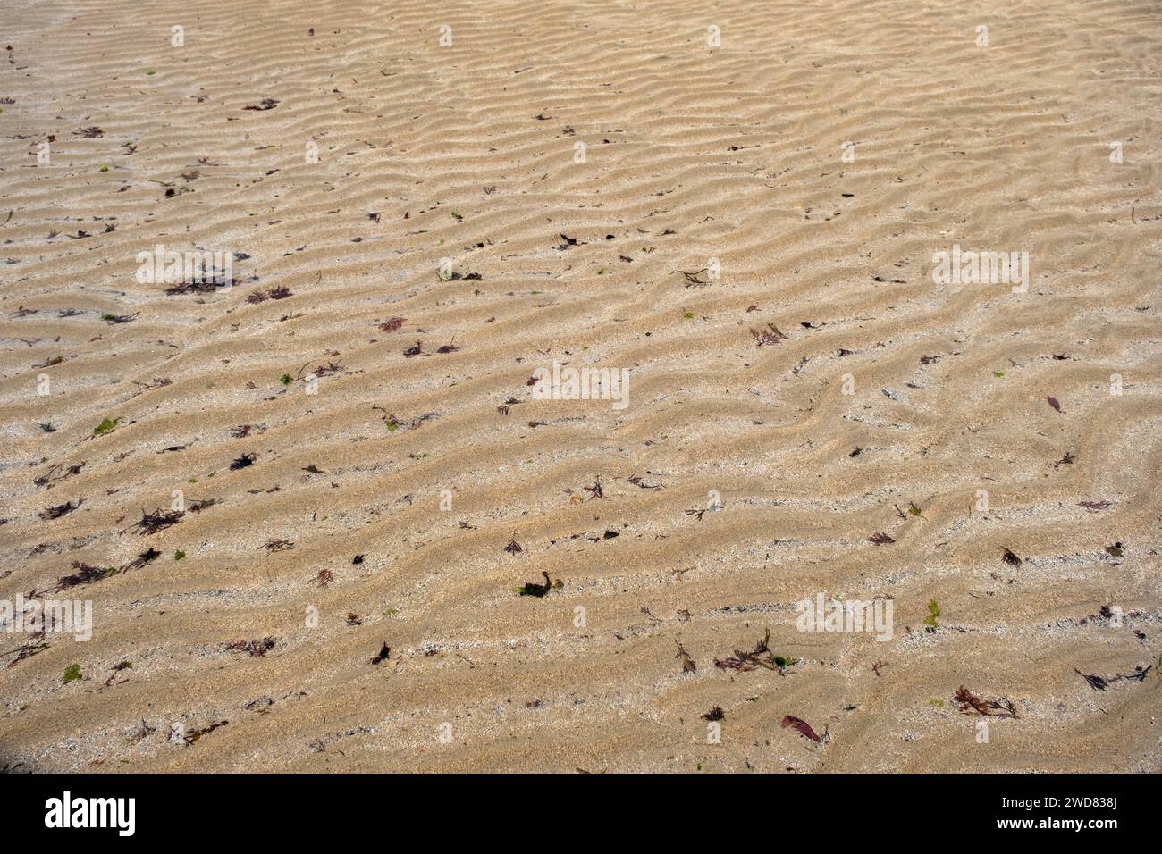 Des motifs ondulés de sable ondulées et de petites algues lavées sur la plage Banque D'Images