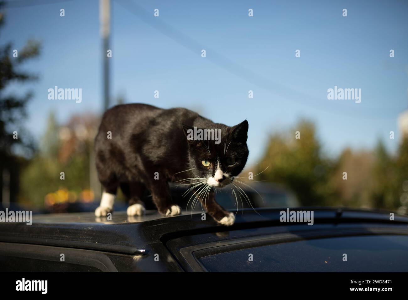 Chat sur une voiture. Un animal de compagnie dans la rue. Un chat noir descend du toit d'une voiture. Un animal en ville. Banque D'Images