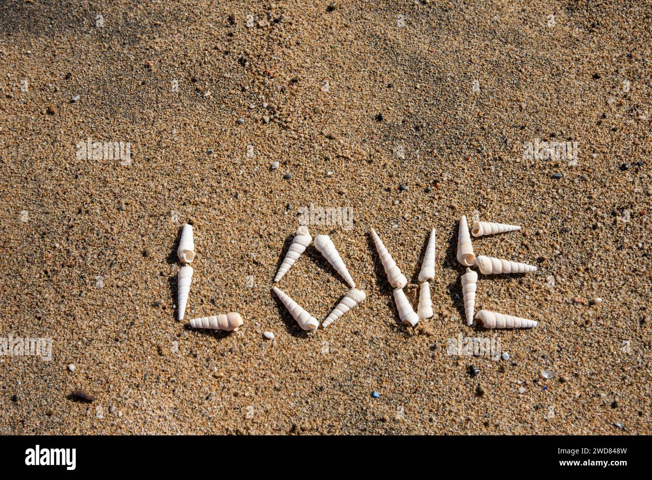 Chuchotements d'amour dans la sérénade de coquillages : romance côtière scénarisée avec des coquillages blancs sur les rives sablonneuses Banque D'Images