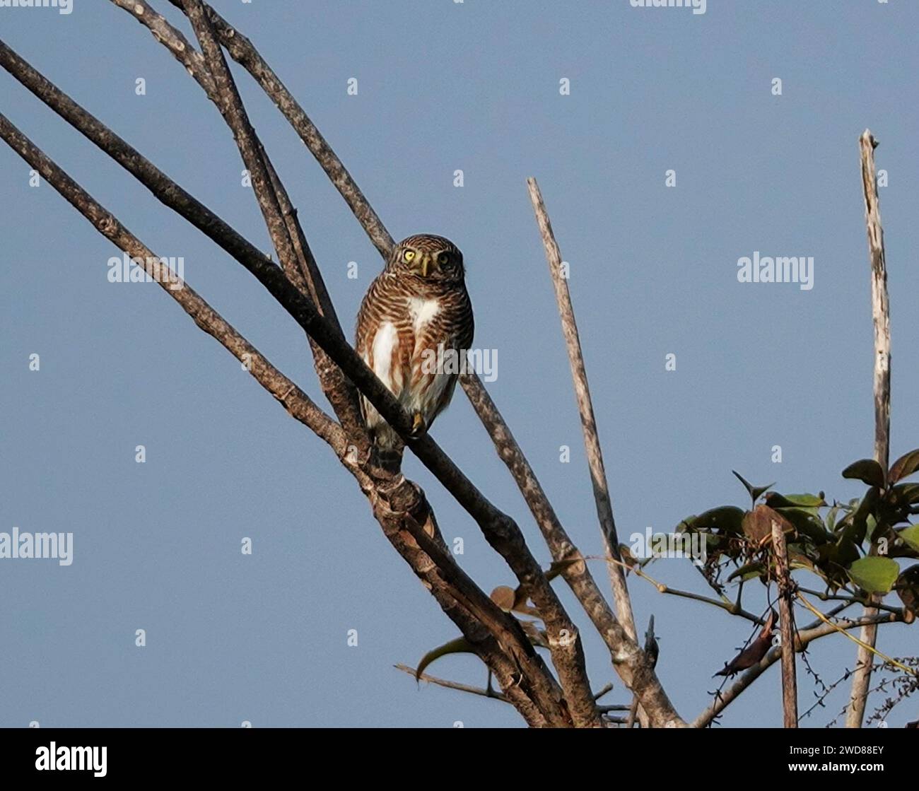 Un hibou barré asiatique perché sur une branche d'arbre Banque D'Images